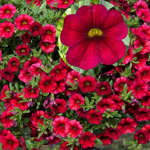 Calibrachoa Calita® 'Deep Red' - Puispetuunia Calita® 'Deep Red' 